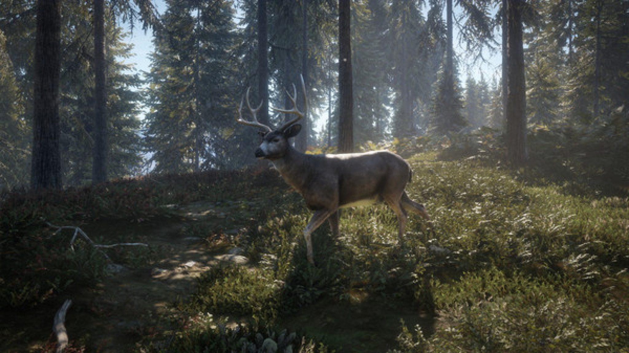 hunter call of the wild download